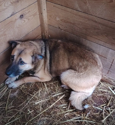 ������ ���