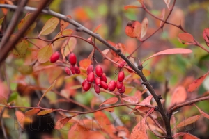 ����� � ������� 