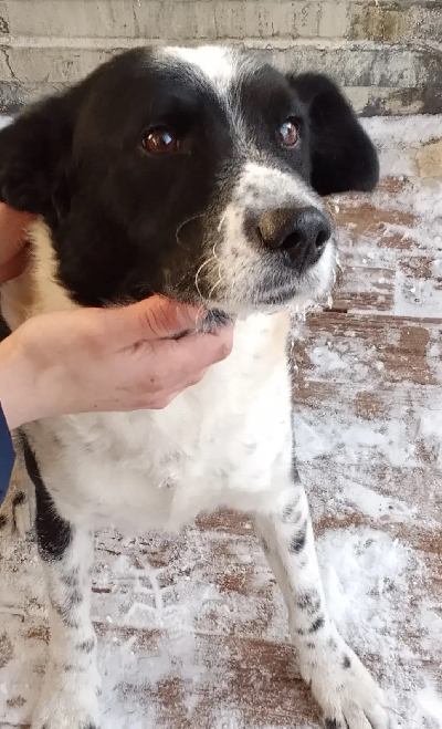 Кличка Киря Кличка Киря