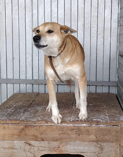 ������ ����