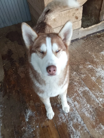 Кличка Фокс Кличка Фокс