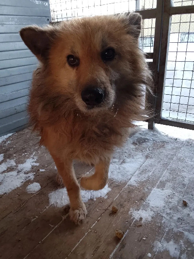 Кличка Рыжик Кличка Рыжик