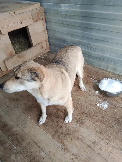 Кличка Матильда Кличка Матильда