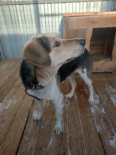 Кличка Лейла Кличка Лейла