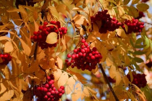 ����� � ������� 