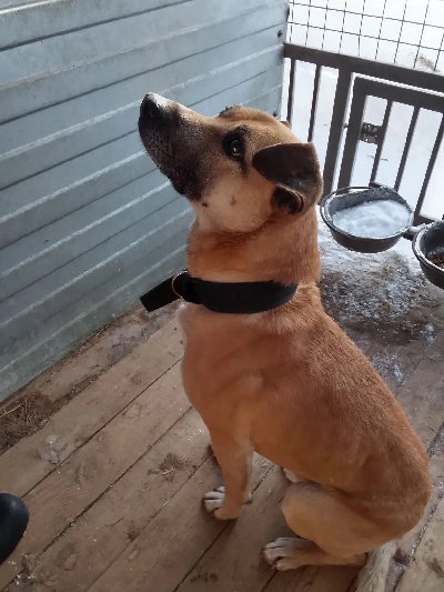 Кличка Школьник Кличка Школьник