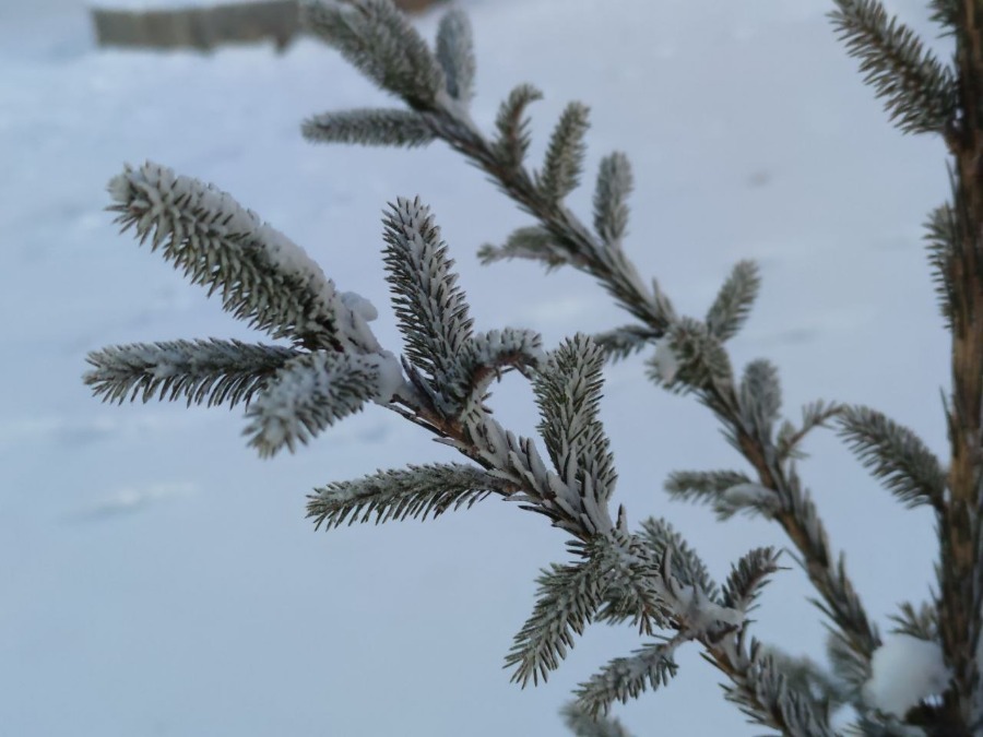 ������ ������ 