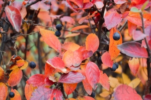 ����� � ������� 