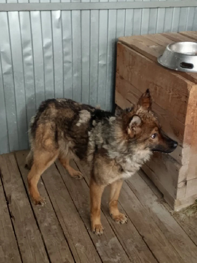 Кличка Джо Кличка Джо