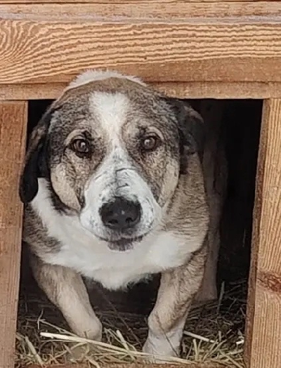 ������ ���