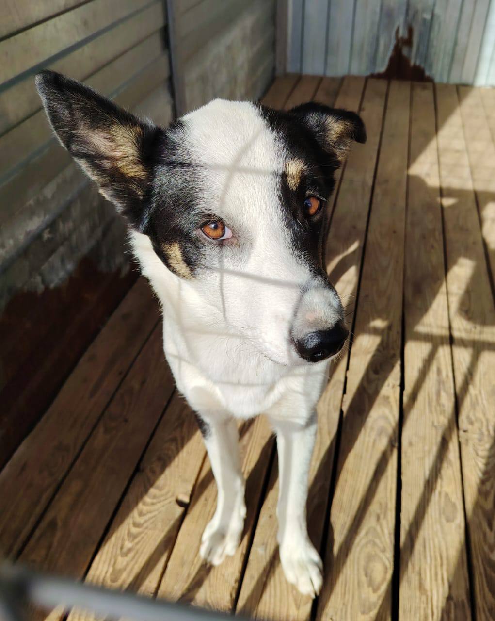 ������ �������