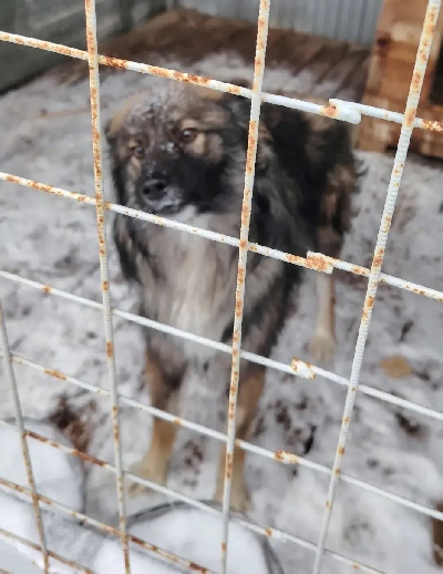 ������ ���