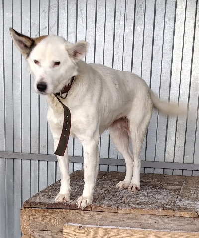 ������ ���