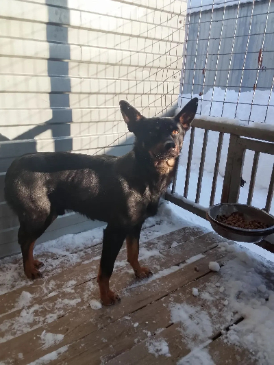 Кличка Космос Кличка Космос