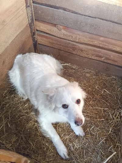 Кличка Белка Кличка Белка