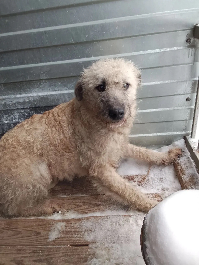 Кличка Боня Кличка Боня