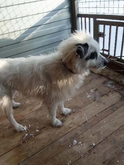 Кличка Бим Кличка Бим