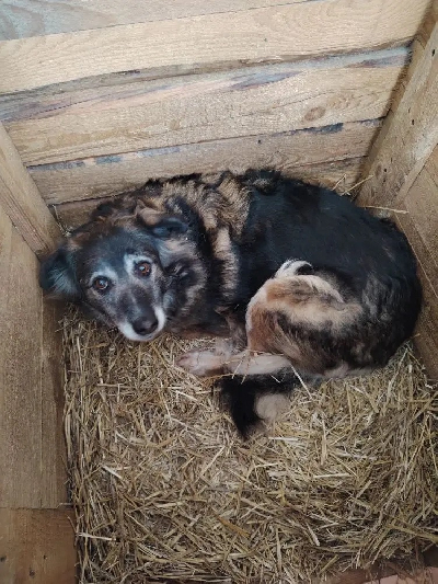 ������ ������