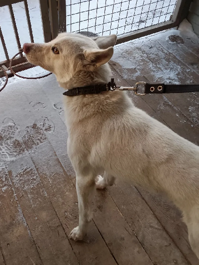 Кличка Чапай Кличка Чапай