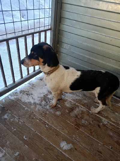 Кличка Барбос Кличка Барбос