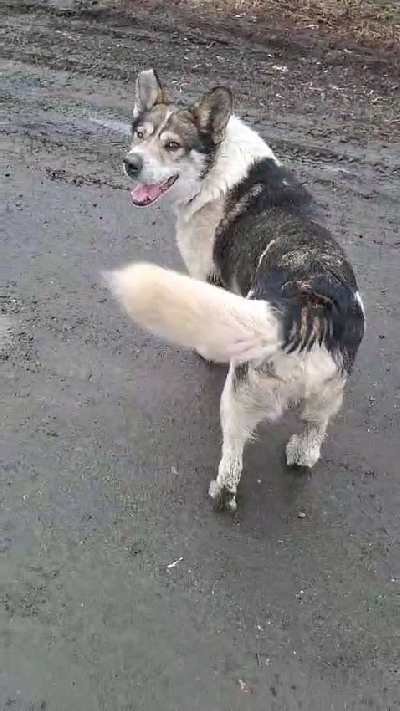 кличка Дик кличка Дик