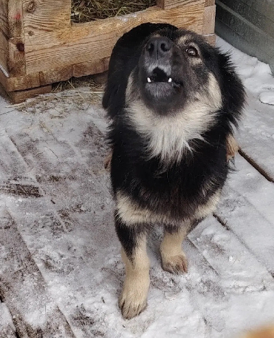 ������ ��������