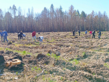 Восстанавливаем городские леса