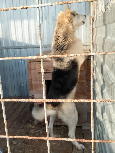 Кличка Дик Кличка Дик